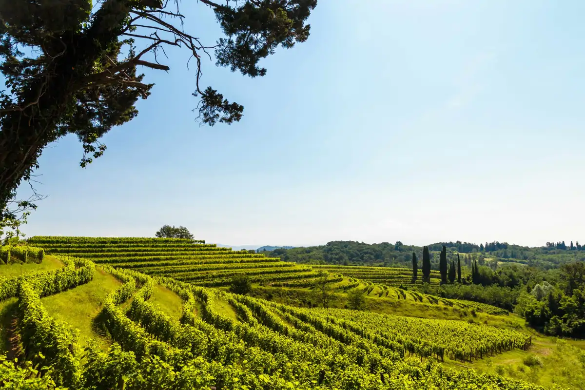 Collio