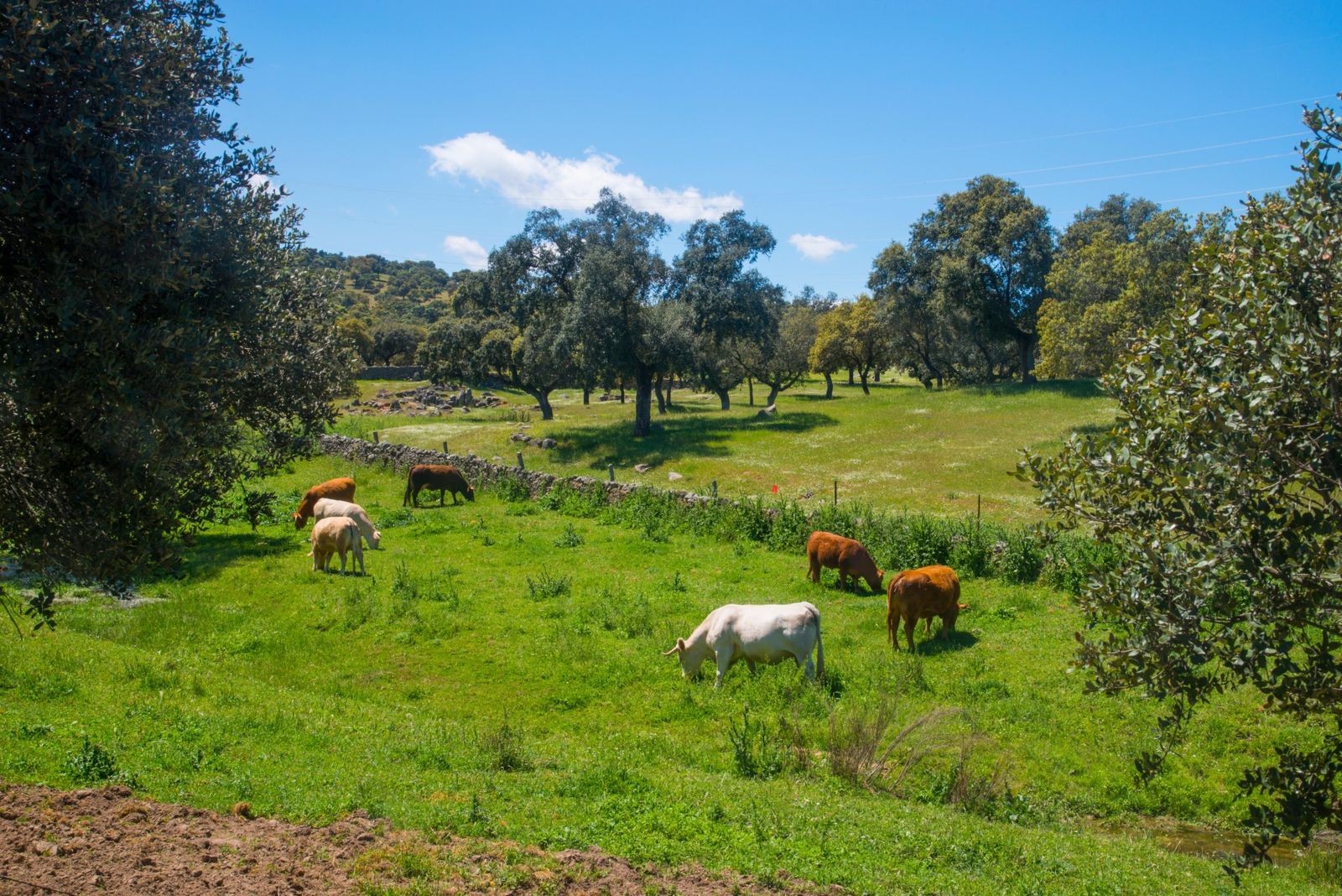 Le Valle de los Pedroches, un territoire vivant et étoilé