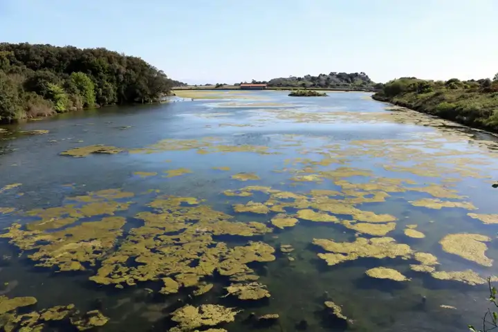 Noja