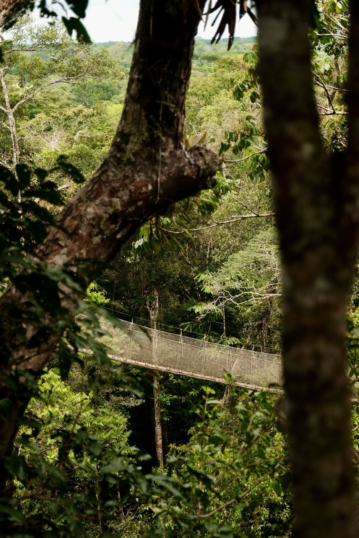 Le paysage amazonien